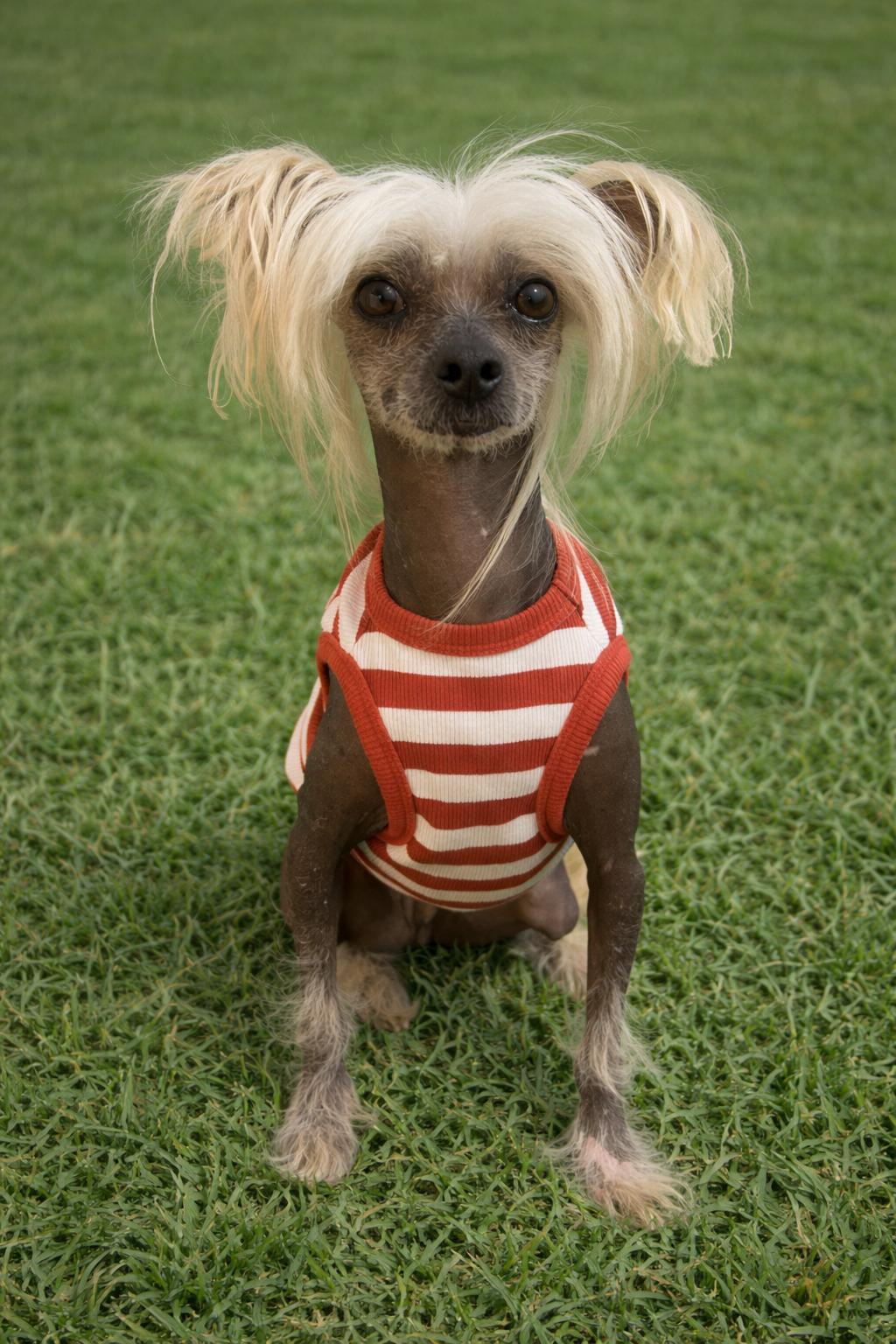 Enlarge Dawson, a Adoptable Chinese Crested Dog in Houston, TX image 1/4