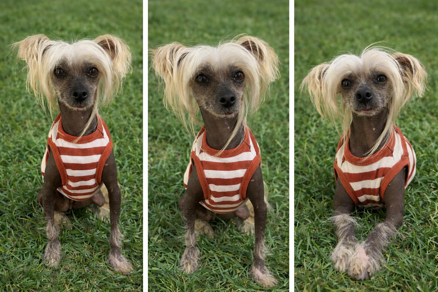 Enlarge Dawson, a Adoptable Chinese Crested Dog in Houston, TX image 4/4