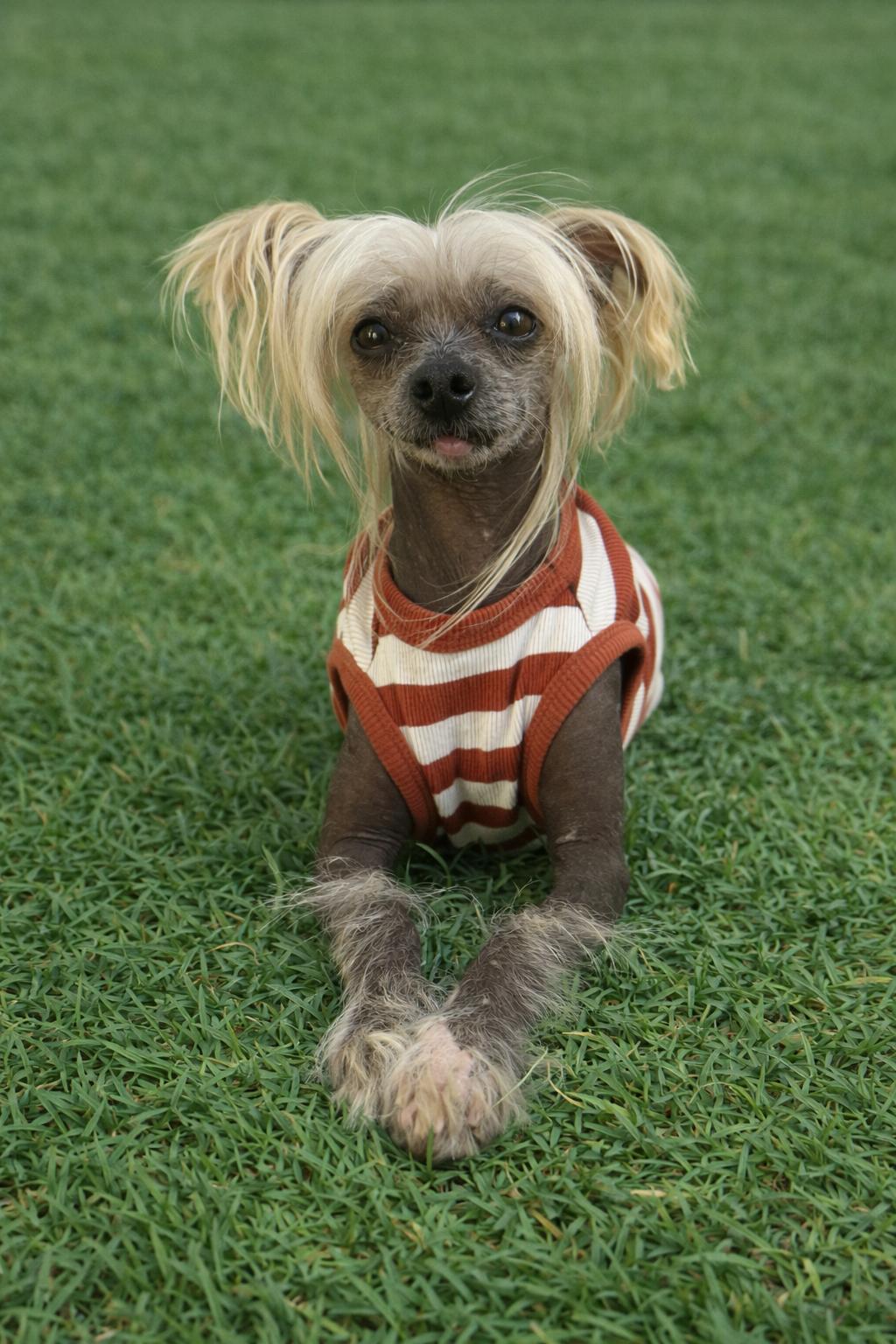 Enlarge Dawson, a Adoptable Chinese Crested Dog in Houston, TX image 3/4