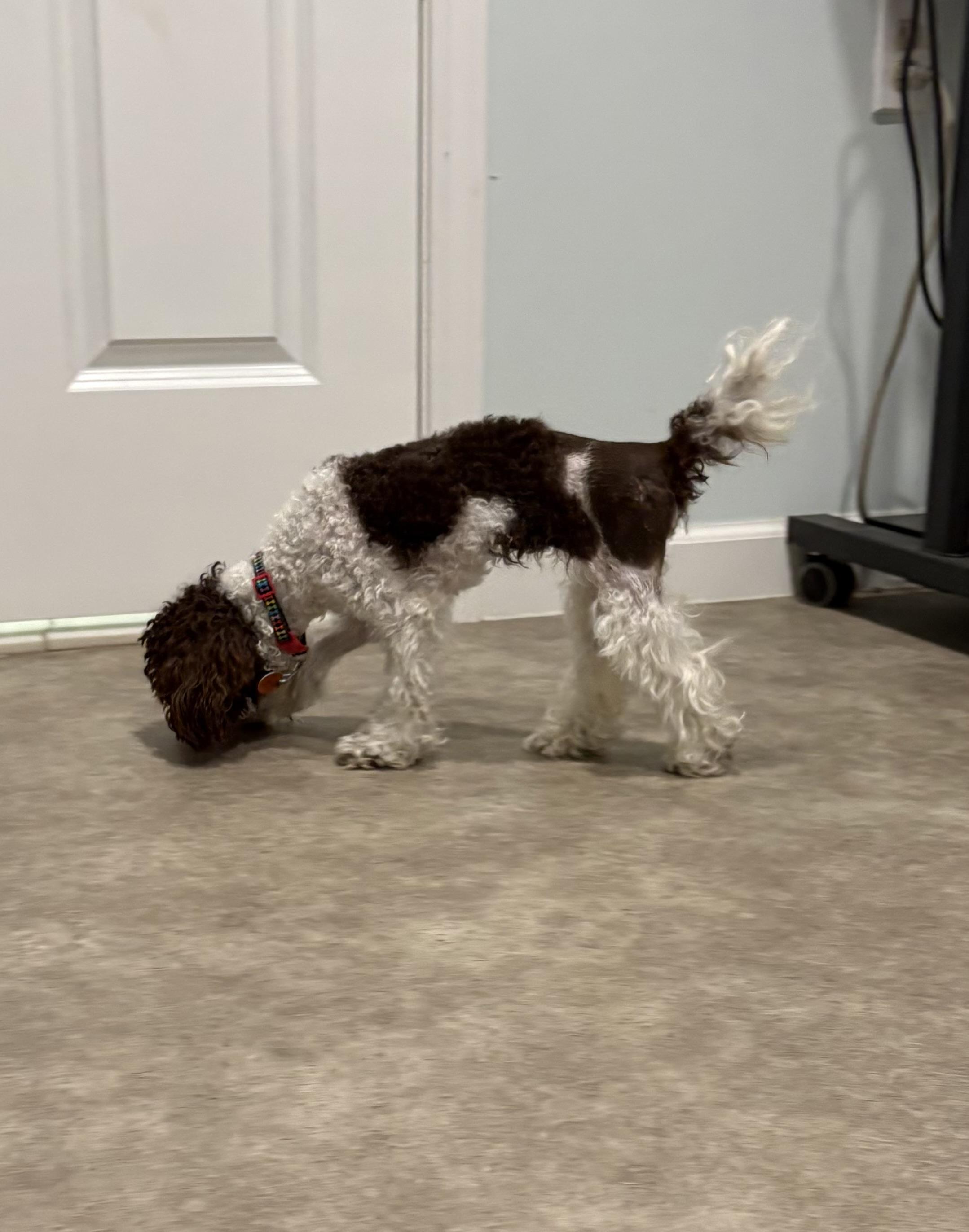 Mittzie, an adopted Poodle (Toy) in Grant, NE image 3/3