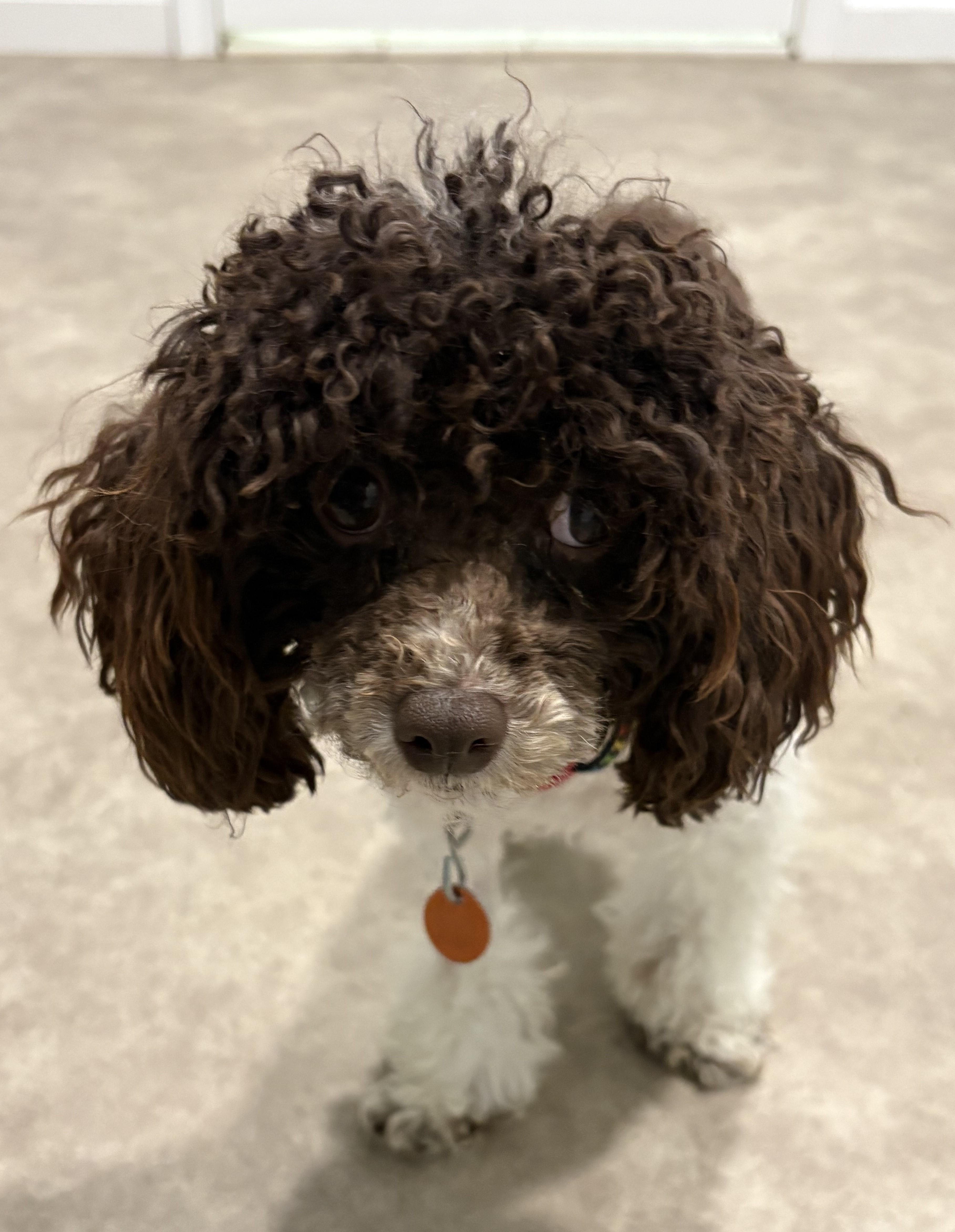 Mittzie, an adopted Poodle (Toy) in Grant, NE image 1/3
