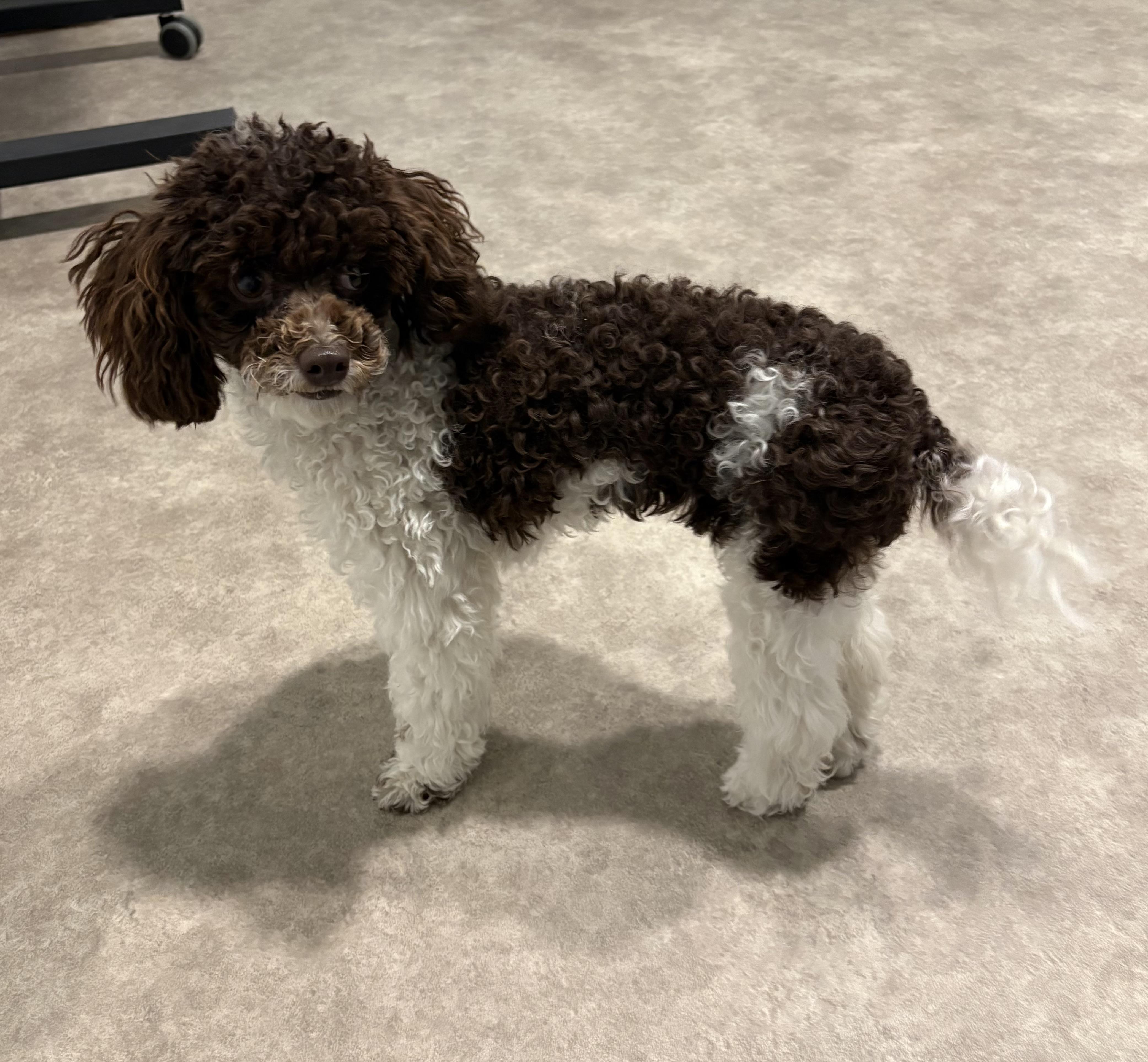 Mittzie, an adopted Poodle (Toy) in Grant, NE image 2/3