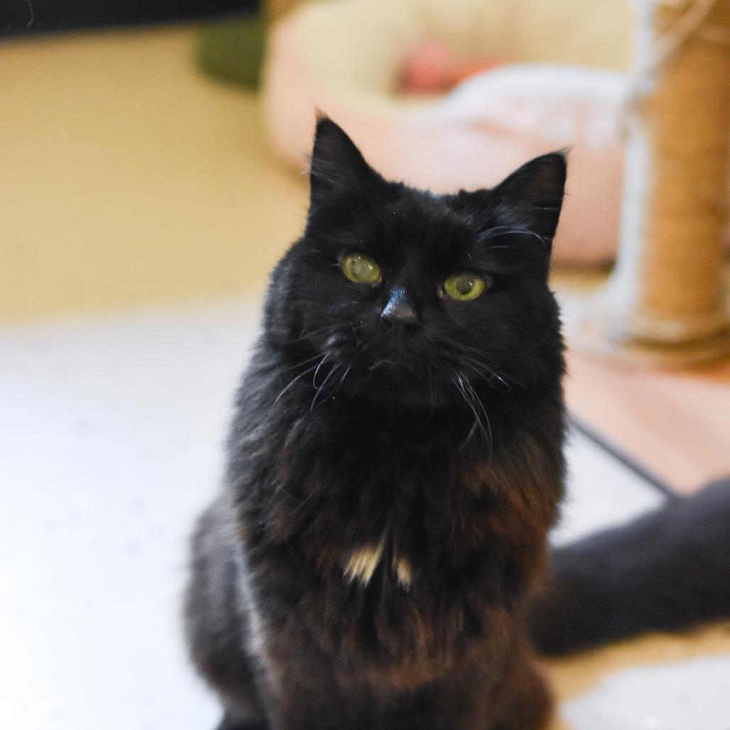 Harley, Adoptable, Senior Female Domestic Long Hair.