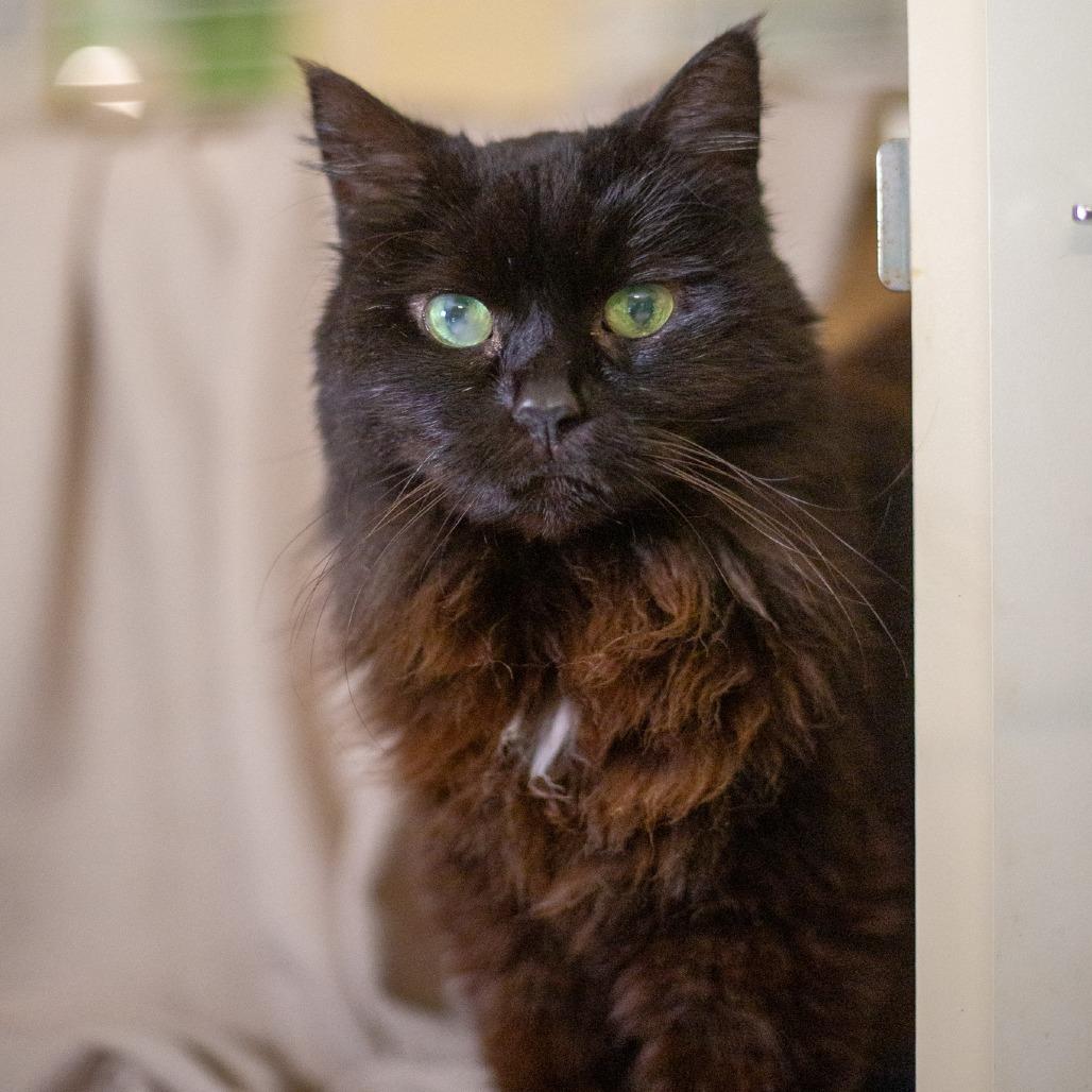Harley, Adoptable, Senior Female Domestic Long Hair.