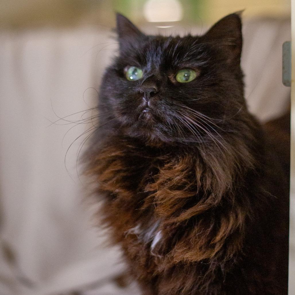 Enlarge Harley, a Adoptable Domestic Long Hair in Kailua Kona, HI image 2/3