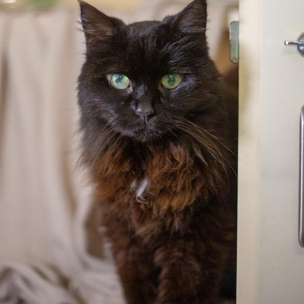Enlarge Harley, a Adoptable Domestic Long Hair in Kailua Kona, HI image 3/3
