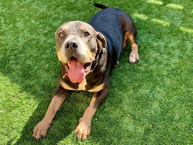 SUGAR BABY, Adoptable, Adult Female Mastiff & Mixed Breed.