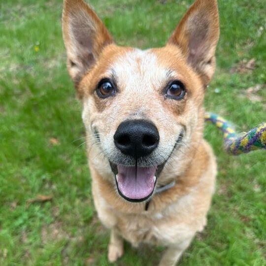 Enlarge Layla, a Adoptable Australian Cattle Dog / Blue Heeler in Decorah, IA image 1/2