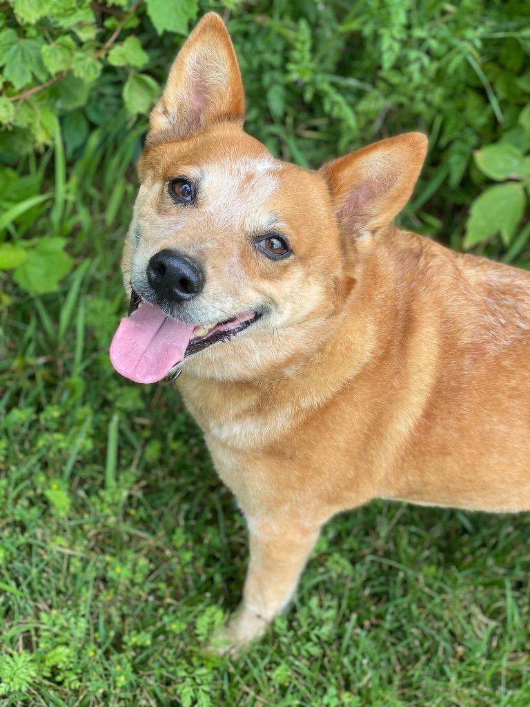 Enlarge Layla, a Adoptable Australian Cattle Dog / Blue Heeler in Decorah, IA image 2/2