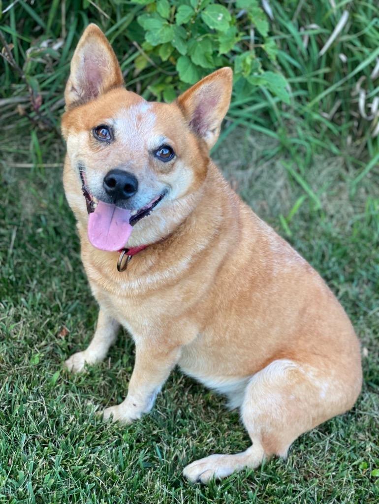 Enlarge Layla, a Adoptable Australian Cattle Dog / Blue Heeler in Decorah, IA image 3/3