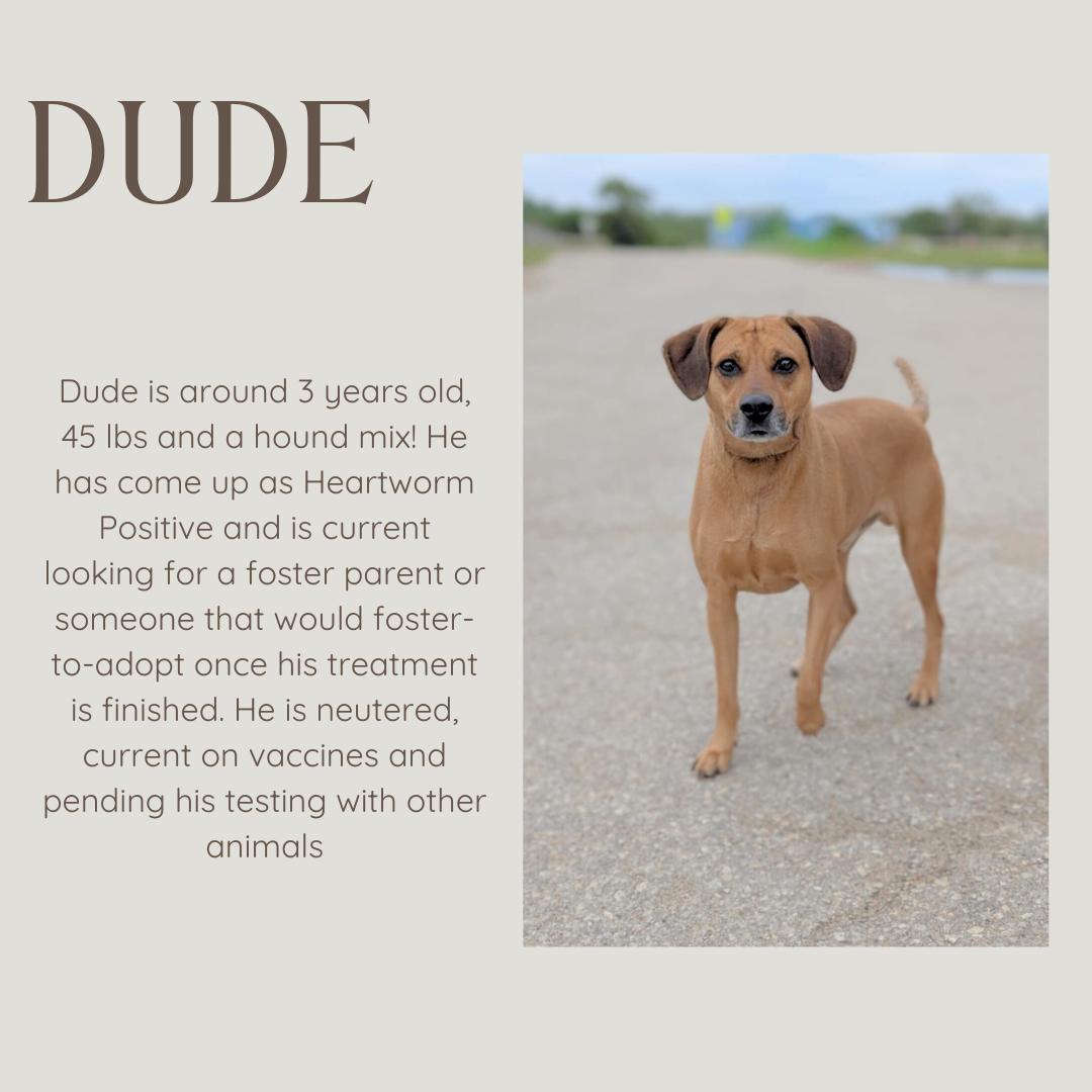 Dude