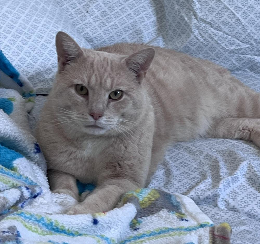 Washington, Adoptable, Adult Male Domestic Short Hair.