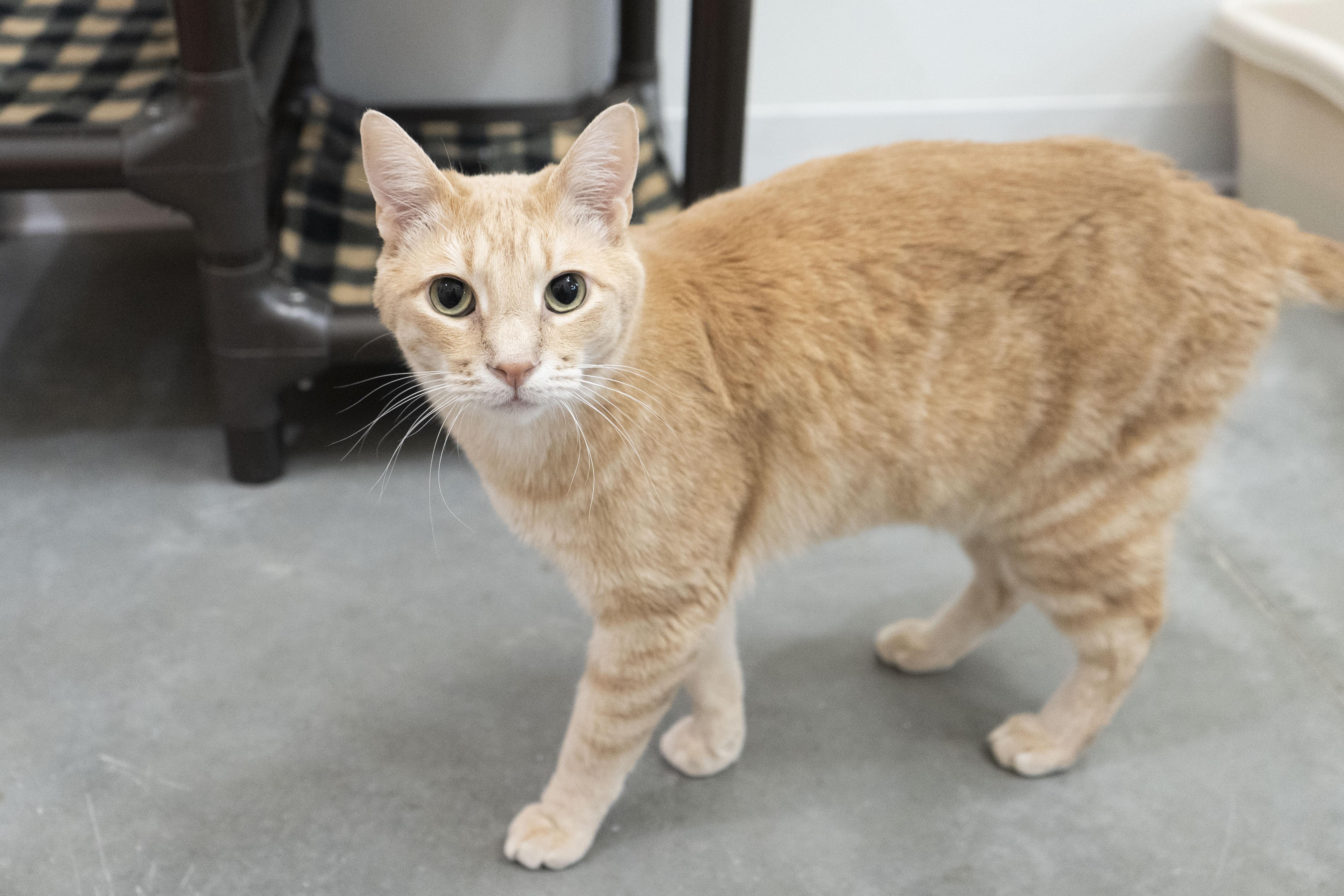 Jeffery, an adoptable Domestic Short Hair in Boise, ID, 83709 | Photo Image 3