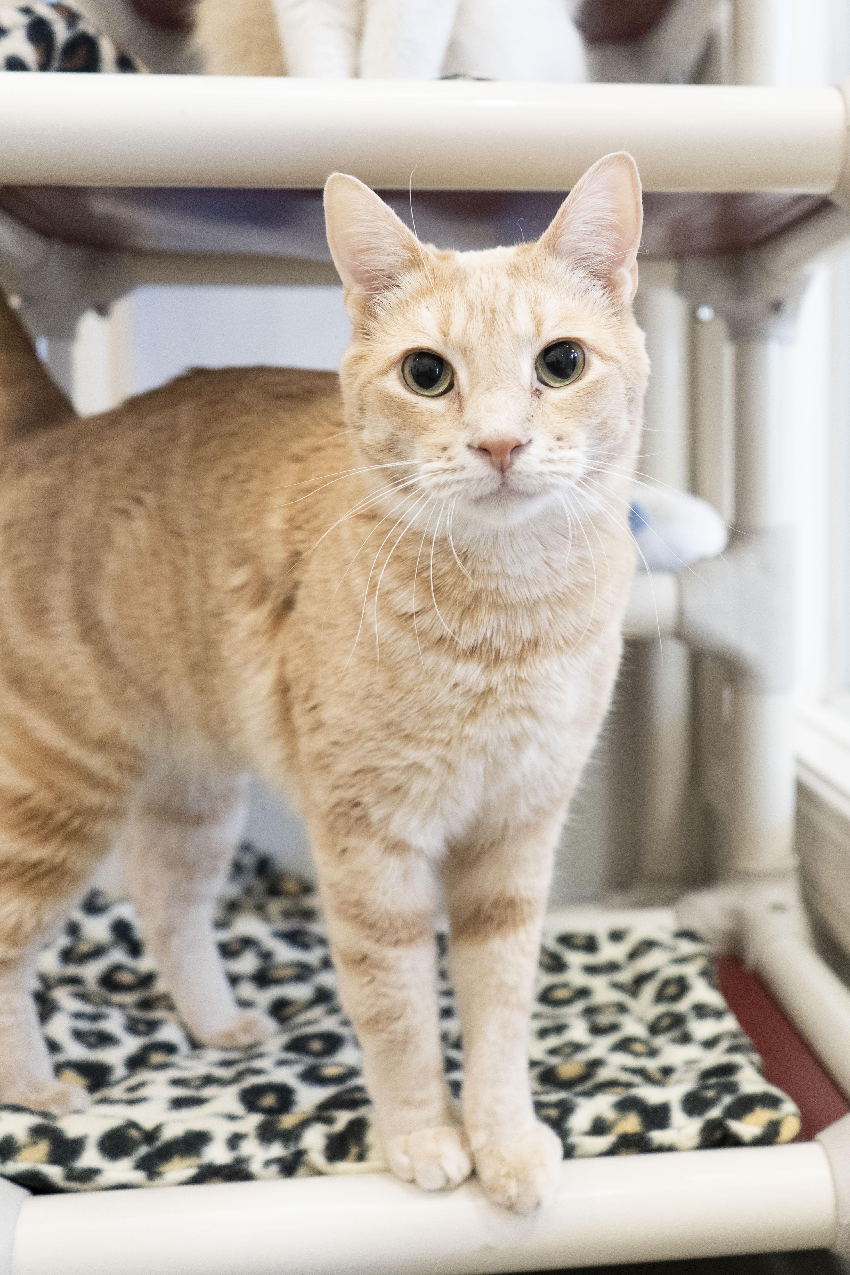 Jeffery, an adoptable Domestic Short Hair in Boise, ID, 83709 | Photo Image 1