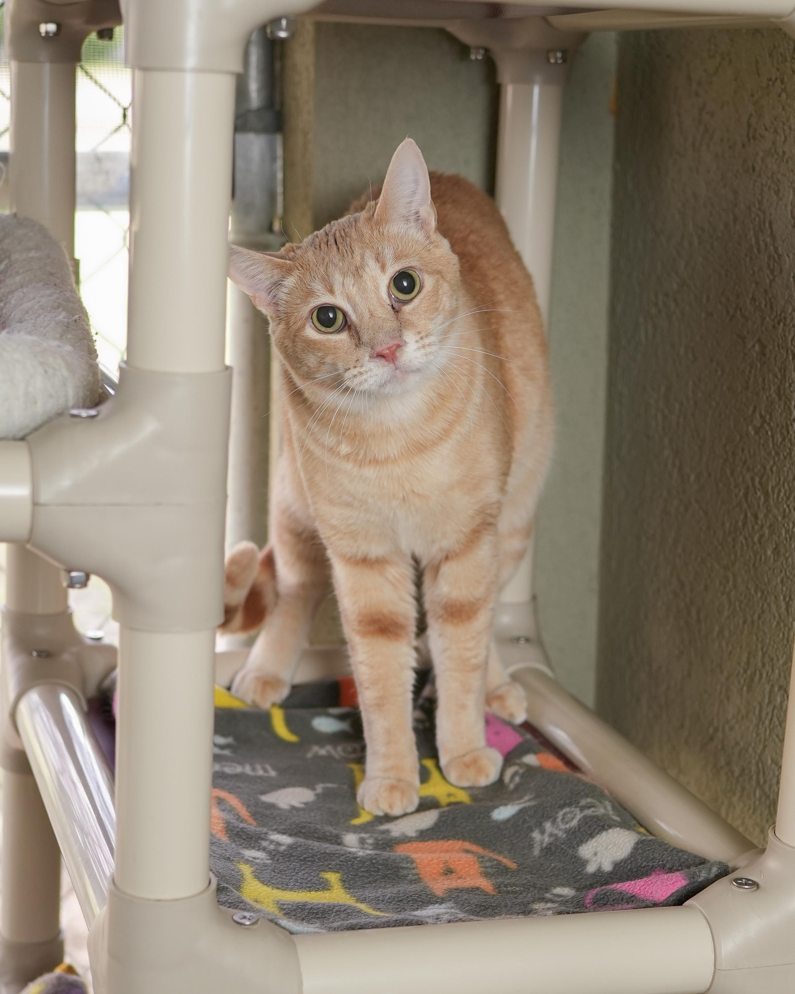 Jeffery, an adoptable Domestic Short Hair in Boise, ID, 83709 | Photo Image 3