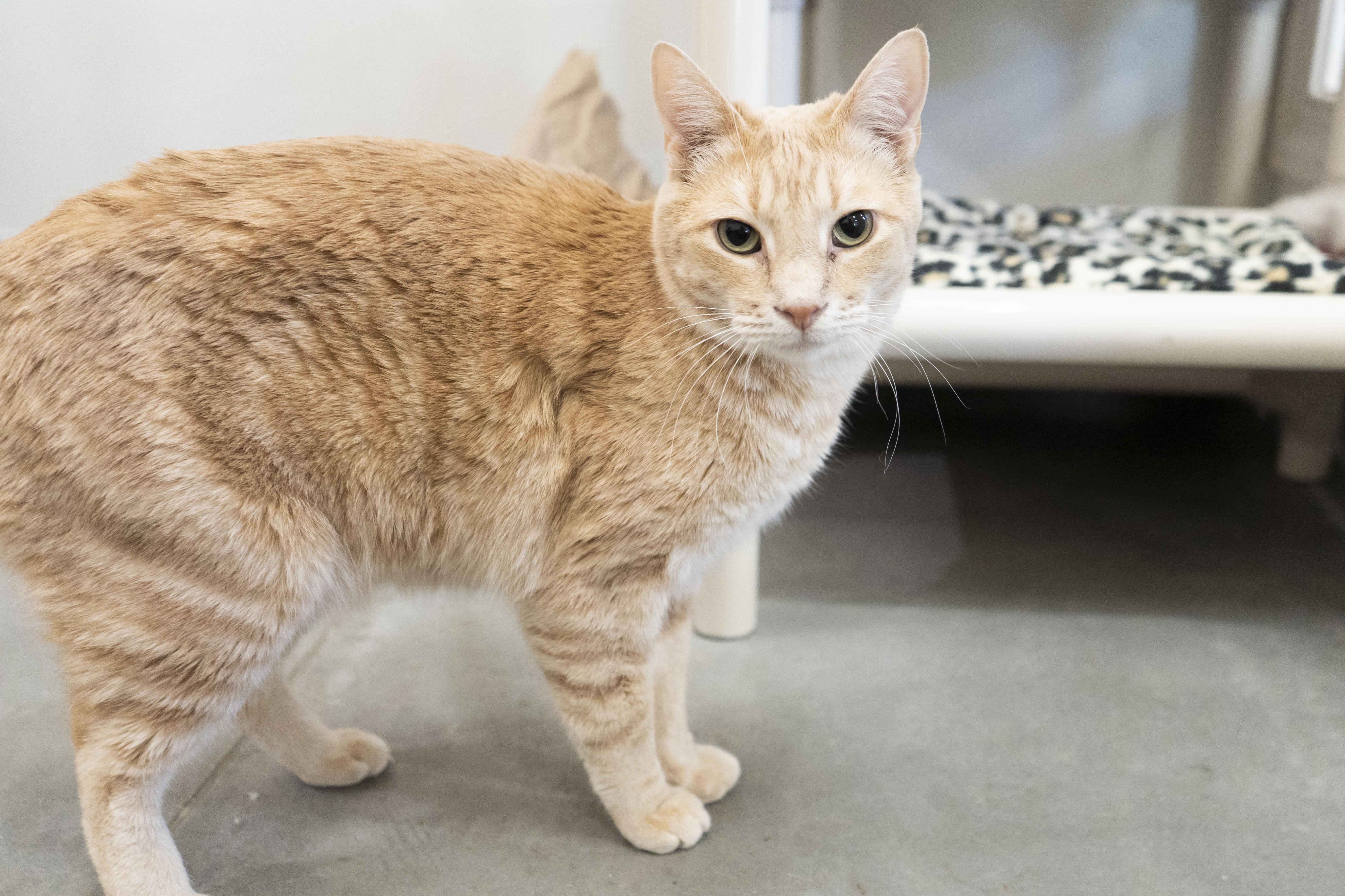 Jeffery, an adoptable Domestic Short Hair in Boise, ID, 83709 | Photo Image 2