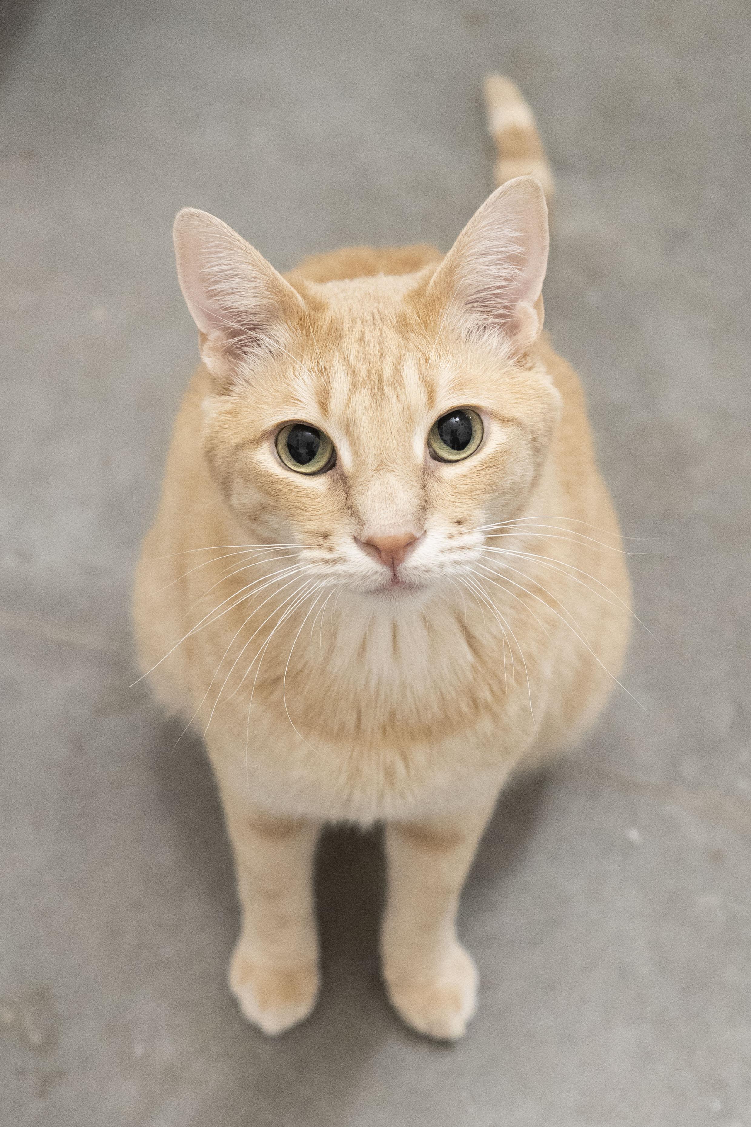 Jeffery, an adoptable Domestic Short Hair in Boise, ID, 83709 | Photo Image 1