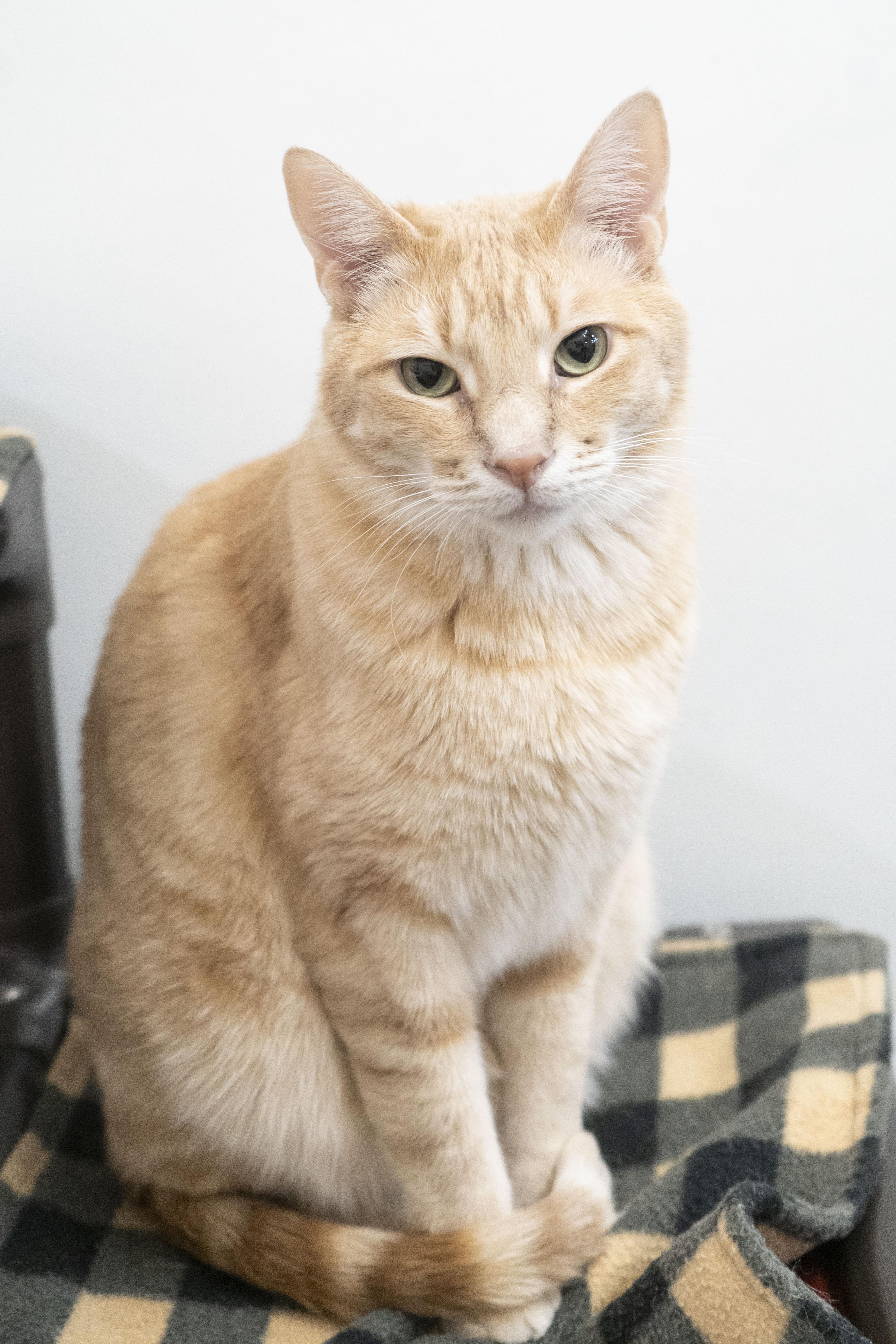 Jeffery, an adoptable Domestic Short Hair in Boise, ID, 83709 | Photo Image 2