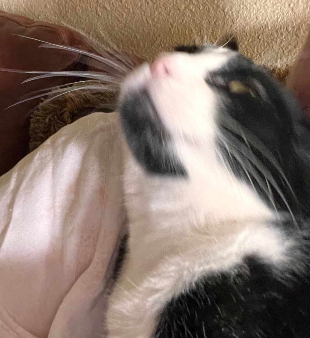 Enlarge Soda Cracker, a Adoptable mixed breed in Moreno Valley, CA image 3/6