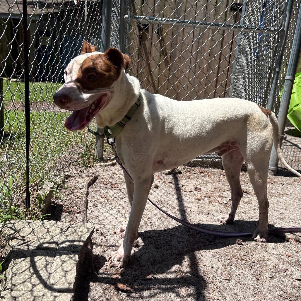 Jensen, Adoptable, Adult Male Mixed Breed.