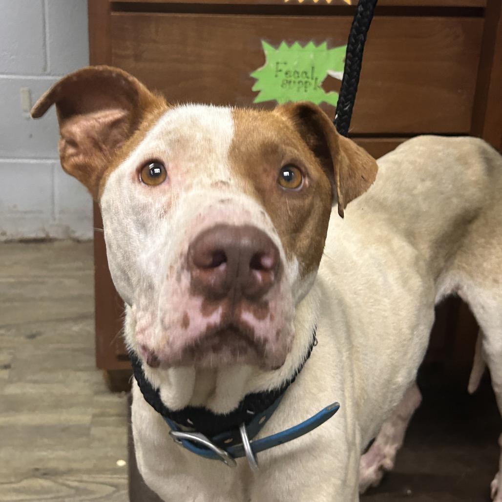 Enlarge Jensen, a Adoptable Mixed Breed in Summerville, SC image 2/6