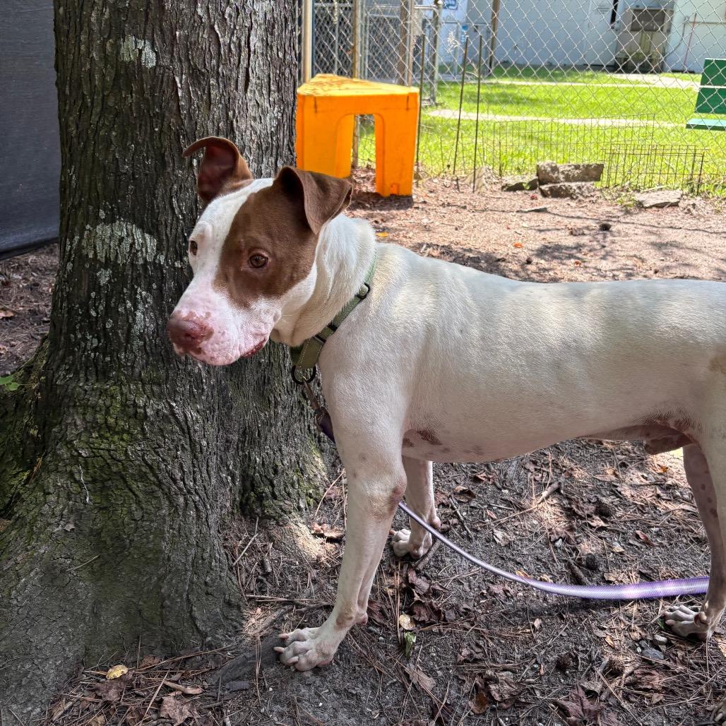 Enlarge Jensen, a Adoptable Mixed Breed in Summerville, SC image 3/6