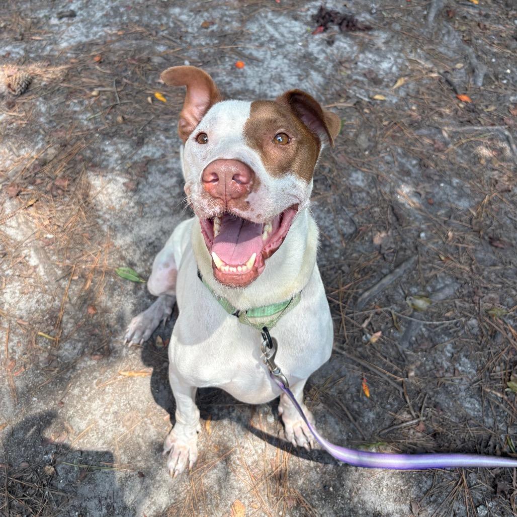 Enlarge Jensen, a Adoptable Mixed Breed in Summerville, SC image 4/6