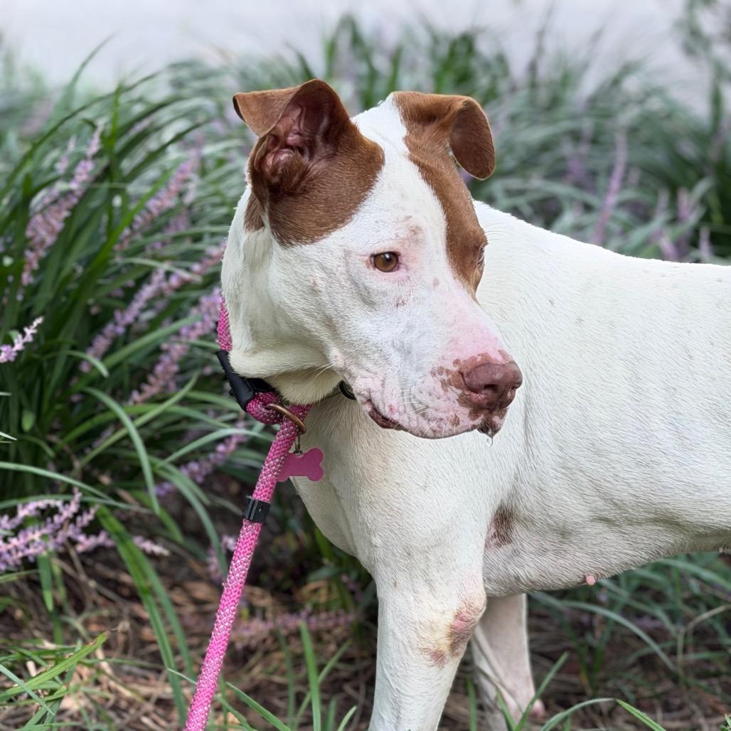 Enlarge Jensen, a Adoptable Mixed Breed in Summerville, SC image 5/6