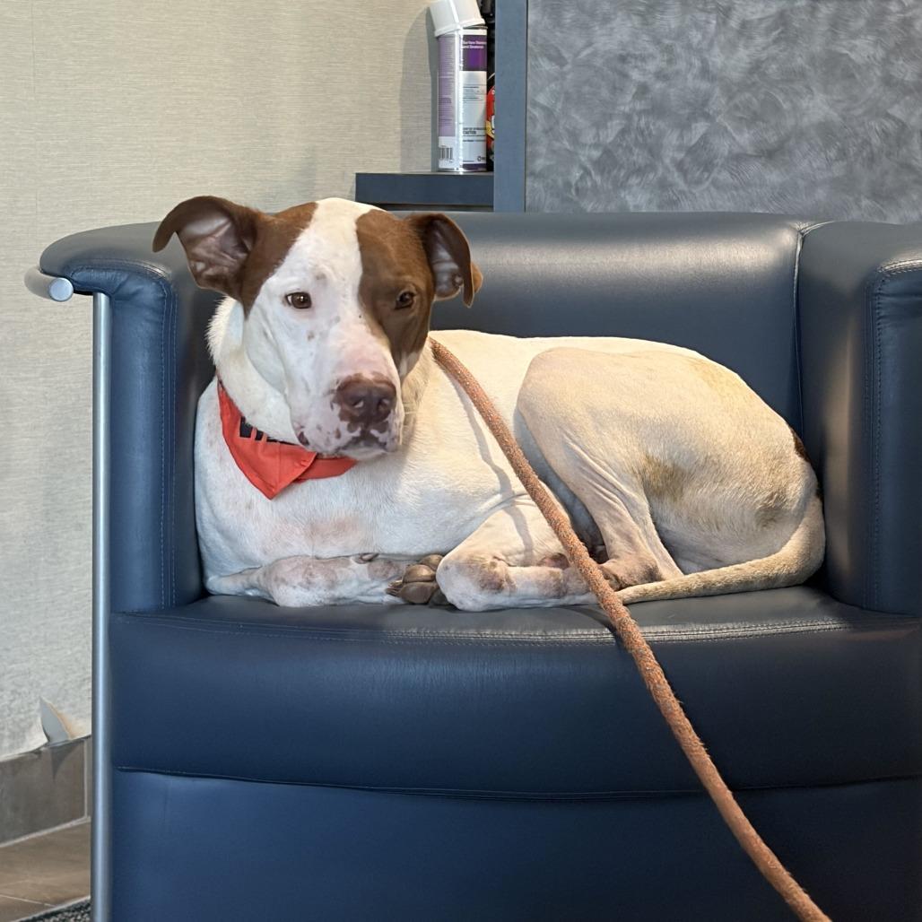 Enlarge Jensen, a Adoptable Mixed Breed in Summerville, SC image 6/6