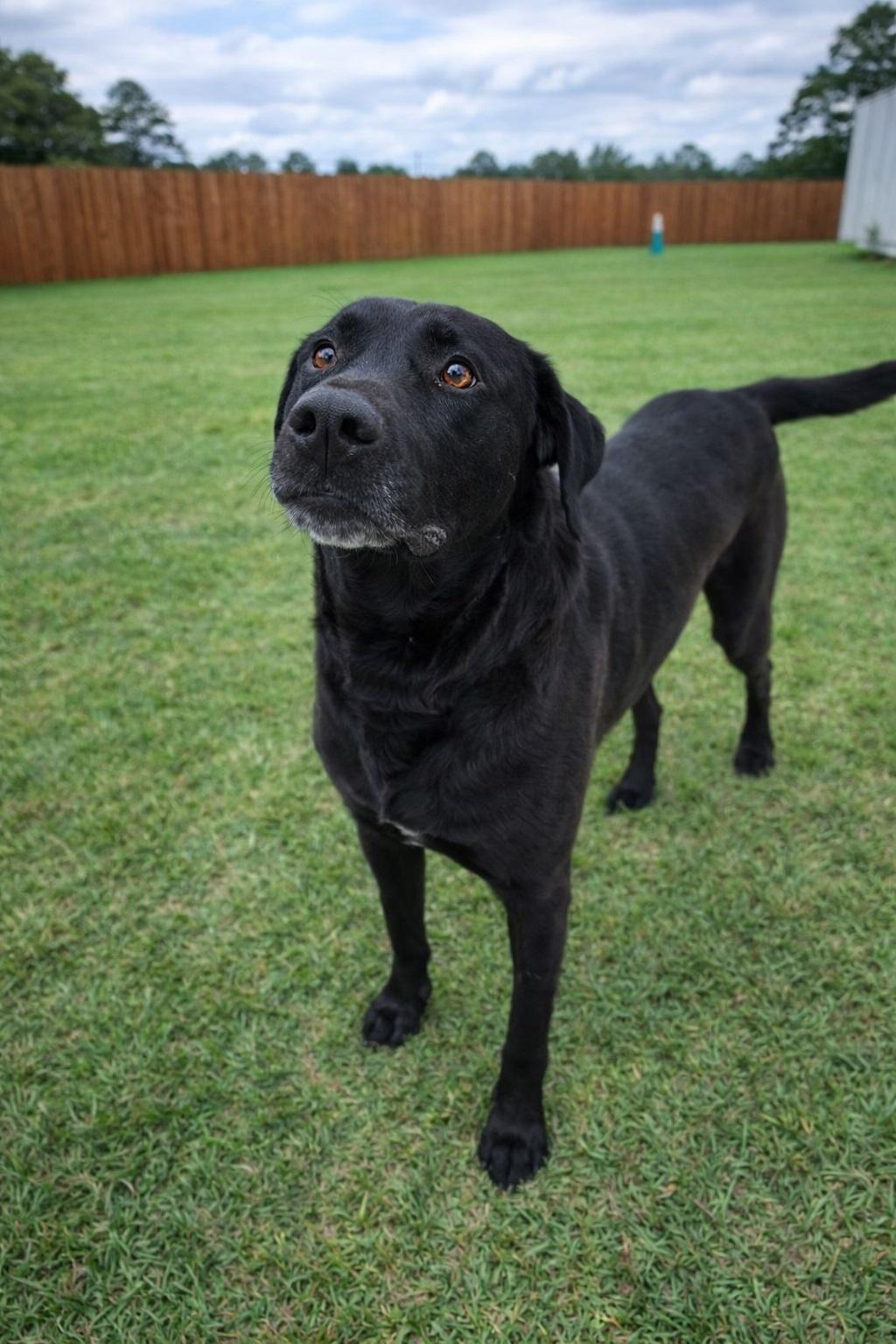 Enlarge Lee #10, a ADOPTABLE Black Labrador Retriever in Killingworth, CT image 3/5