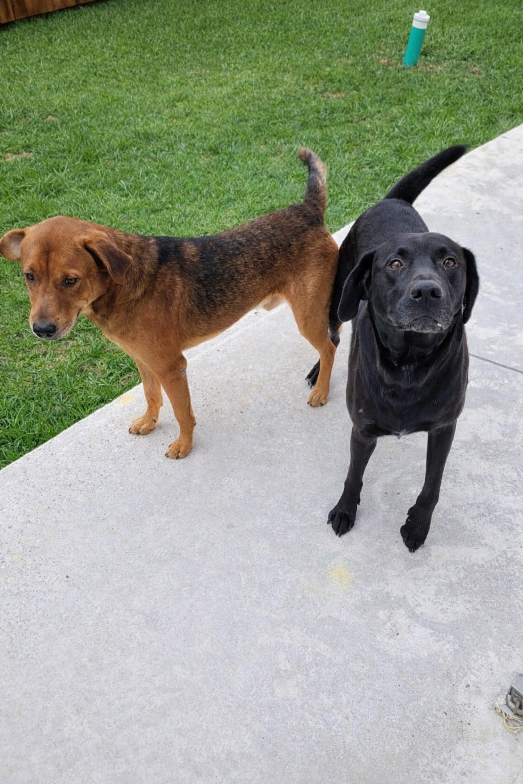 Enlarge Lee #10, a ADOPTABLE Black Labrador Retriever in Killingworth, CT image 5/5