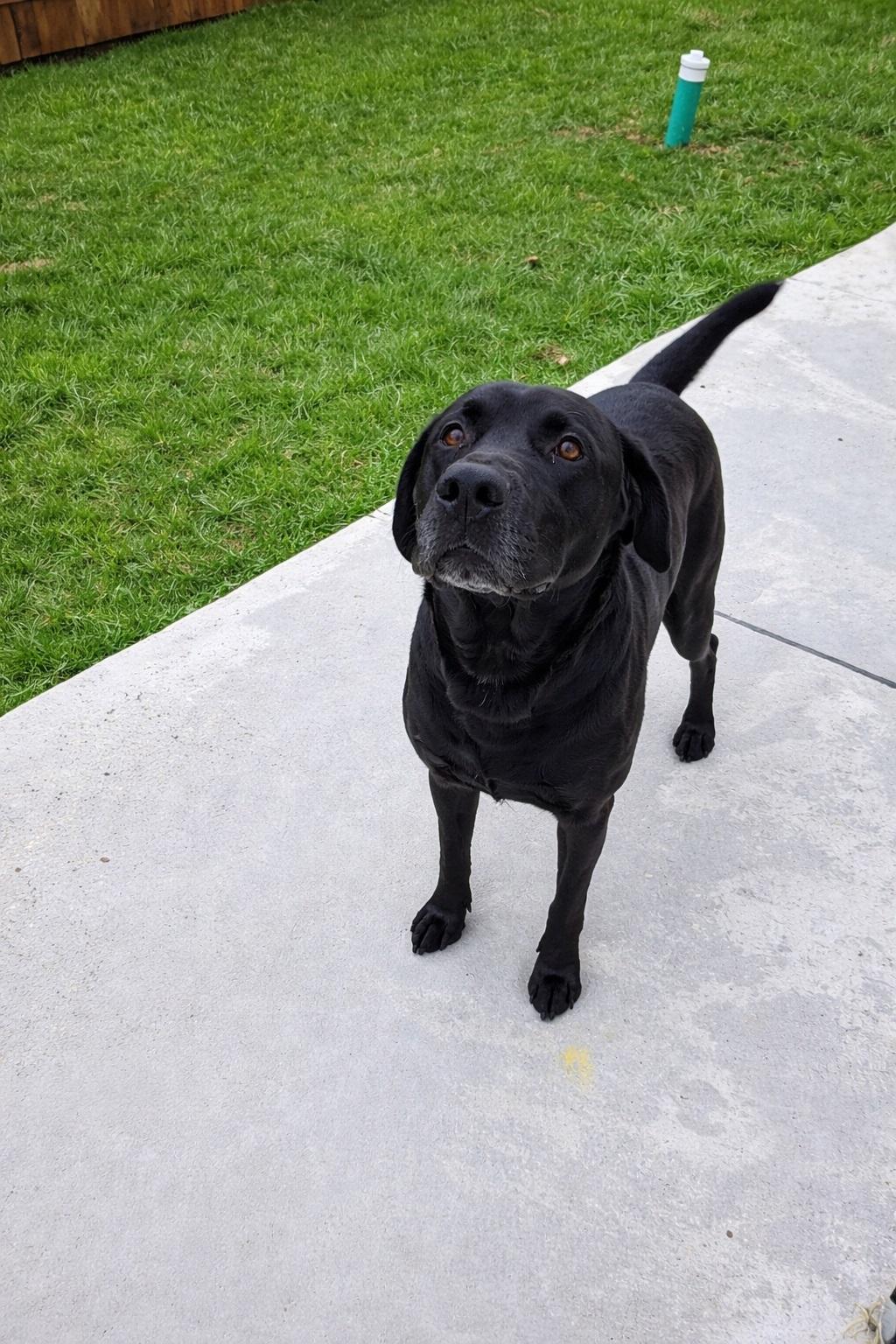 Enlarge Lee #10, a ADOPTABLE Black Labrador Retriever in Killingworth, CT image 1/5