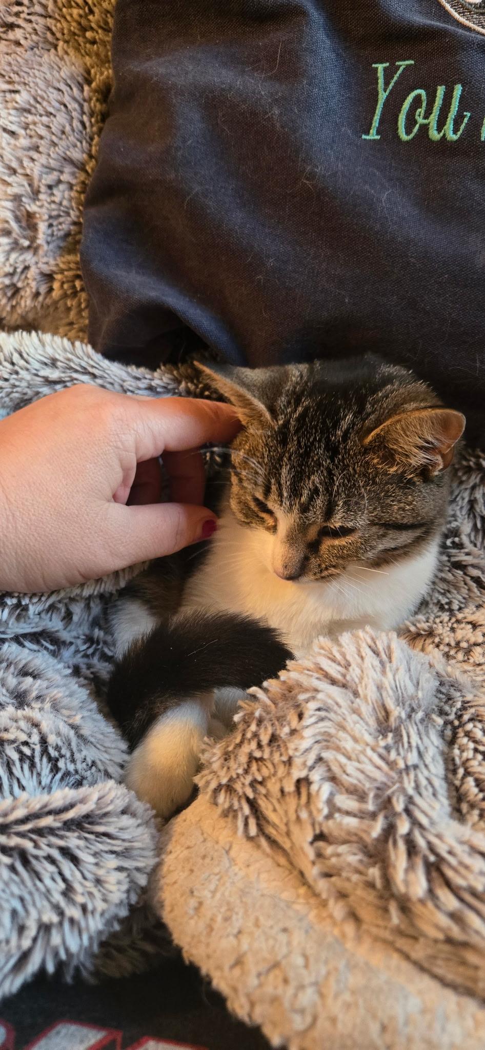 Enlarge Clover, an adopted Domestic Short Hair in Monticello, IN image 3/4