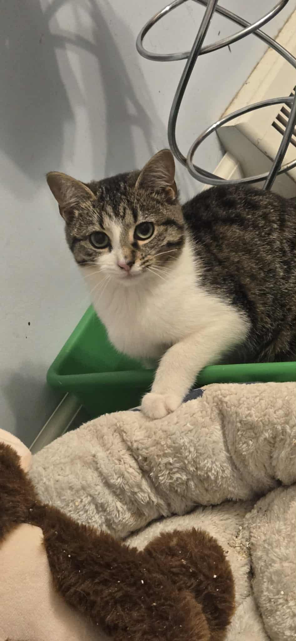 Enlarge Clover, an adopted Domestic Short Hair in Monticello, IN image 1/4