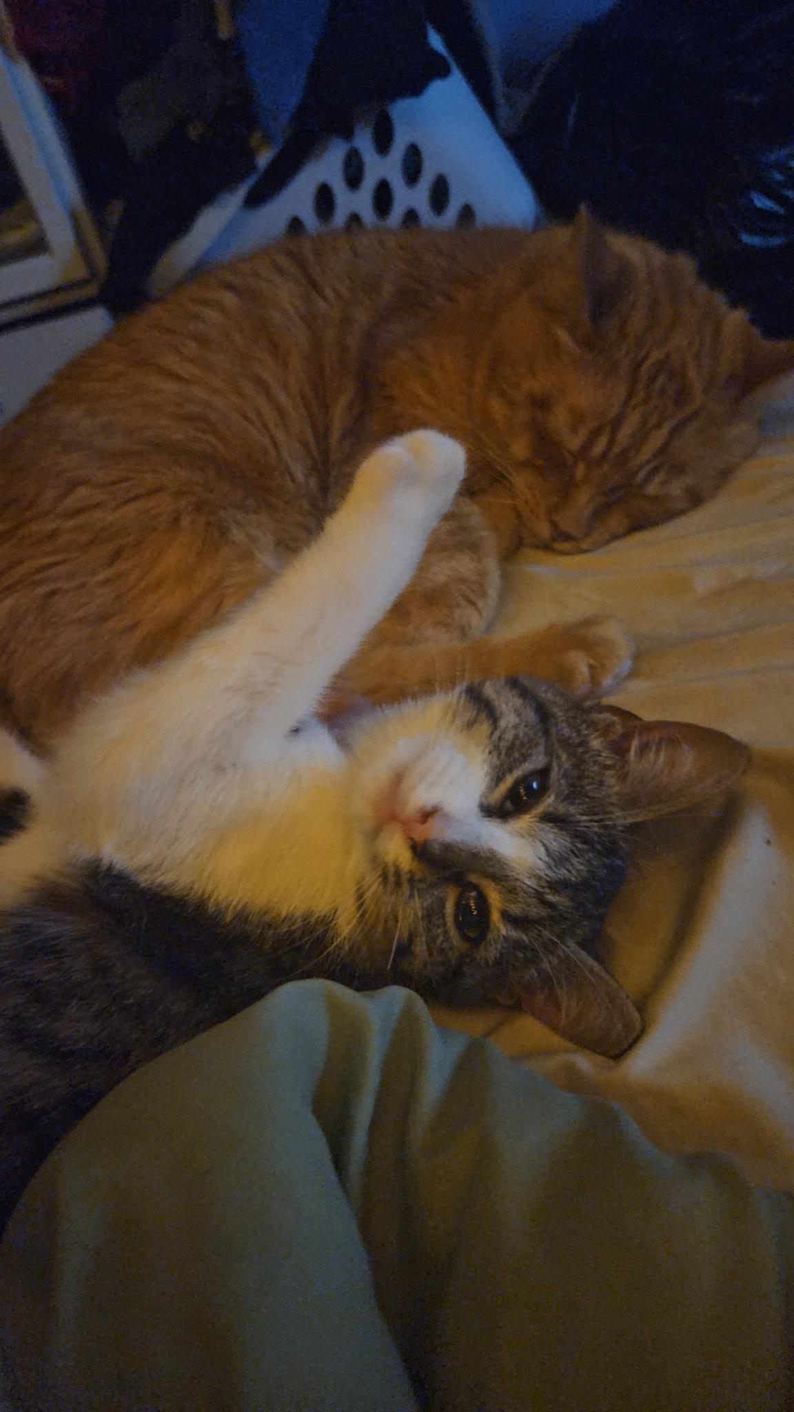 Enlarge Clover, an adopted Domestic Short Hair in Monticello, IN image 2/4