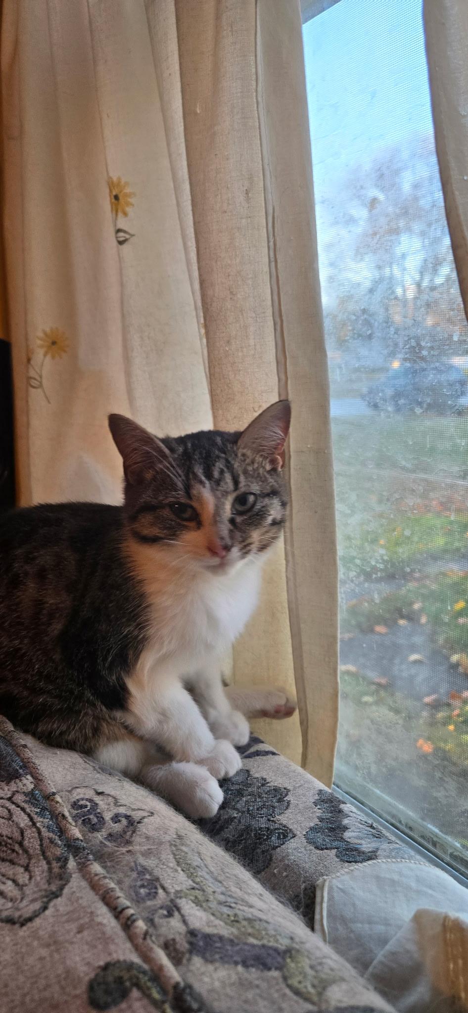 Enlarge Clover, an adopted Domestic Short Hair in Monticello, IN image 4/4