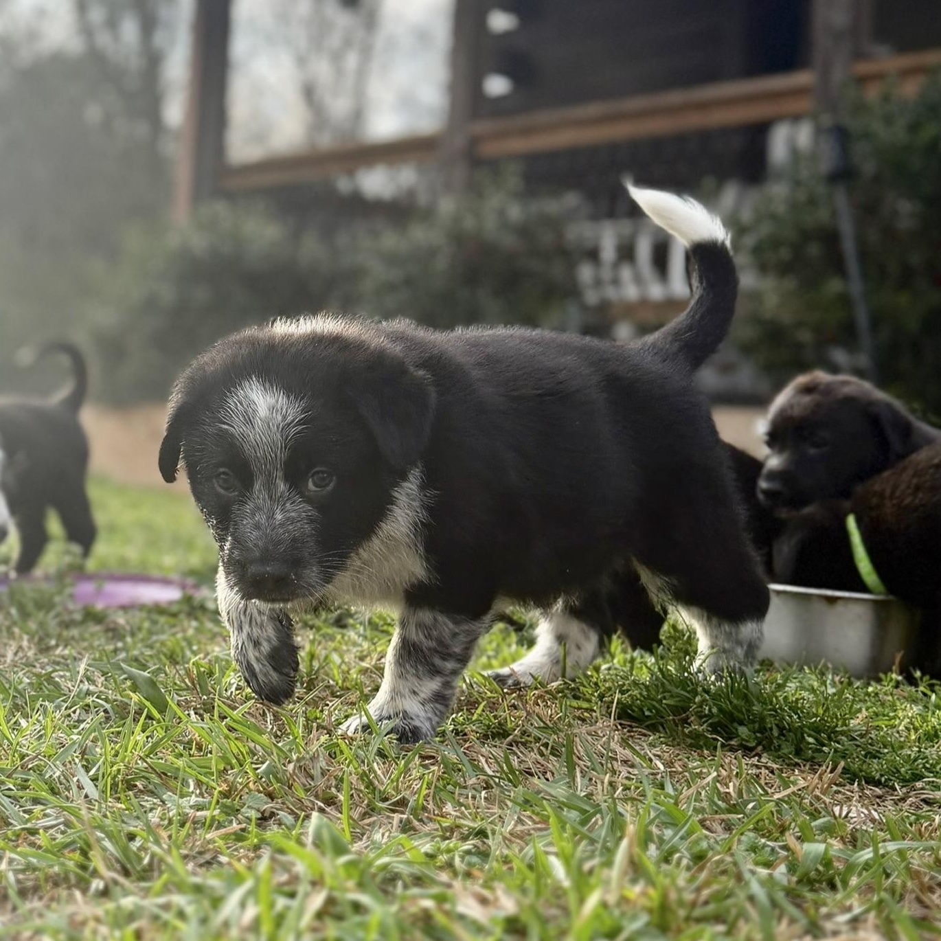 Enlarge Oriole, a ADOPTABLE mixed breed in Rome, GA image 1/2