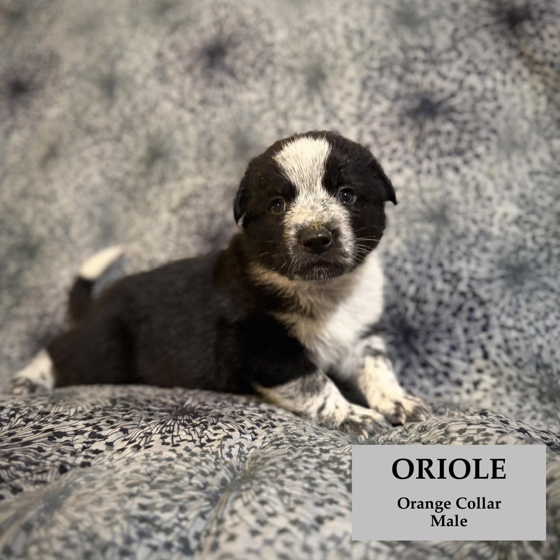 Enlarge Oriole, a ADOPTABLE mixed breed in Rome, GA image 2/2
