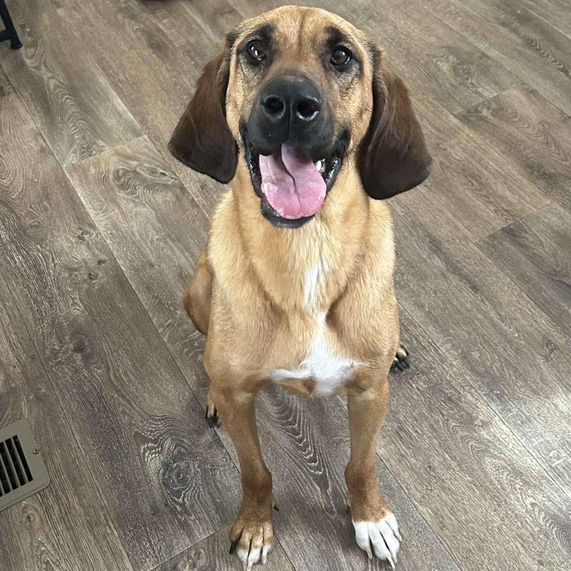 Remy, an adoptable Bloodhound in Liverpool, TX, 77577 | Photo Image 1