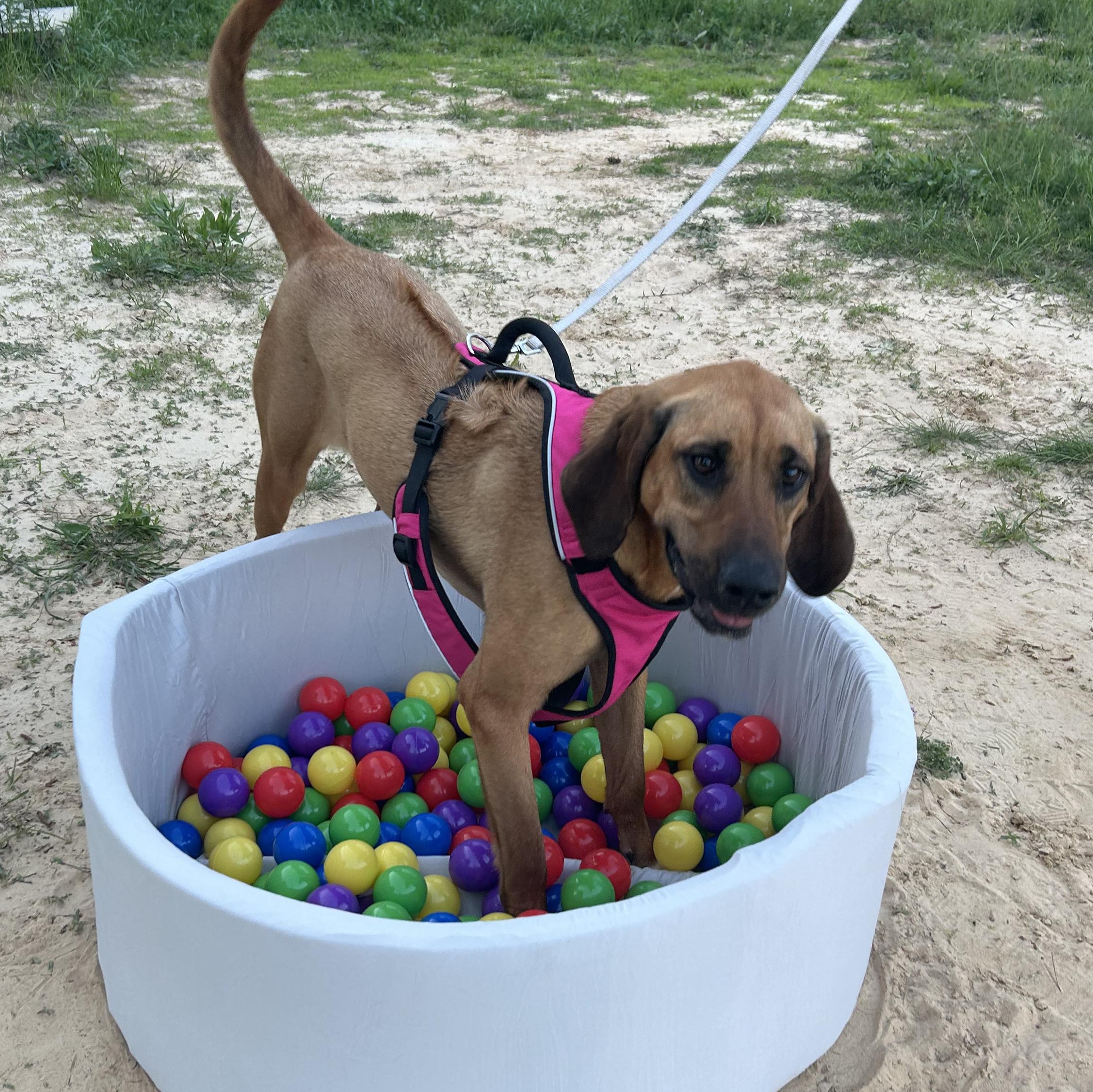 Remy, an adoptable Bloodhound in Liverpool, TX, 77577 | Photo Image 3