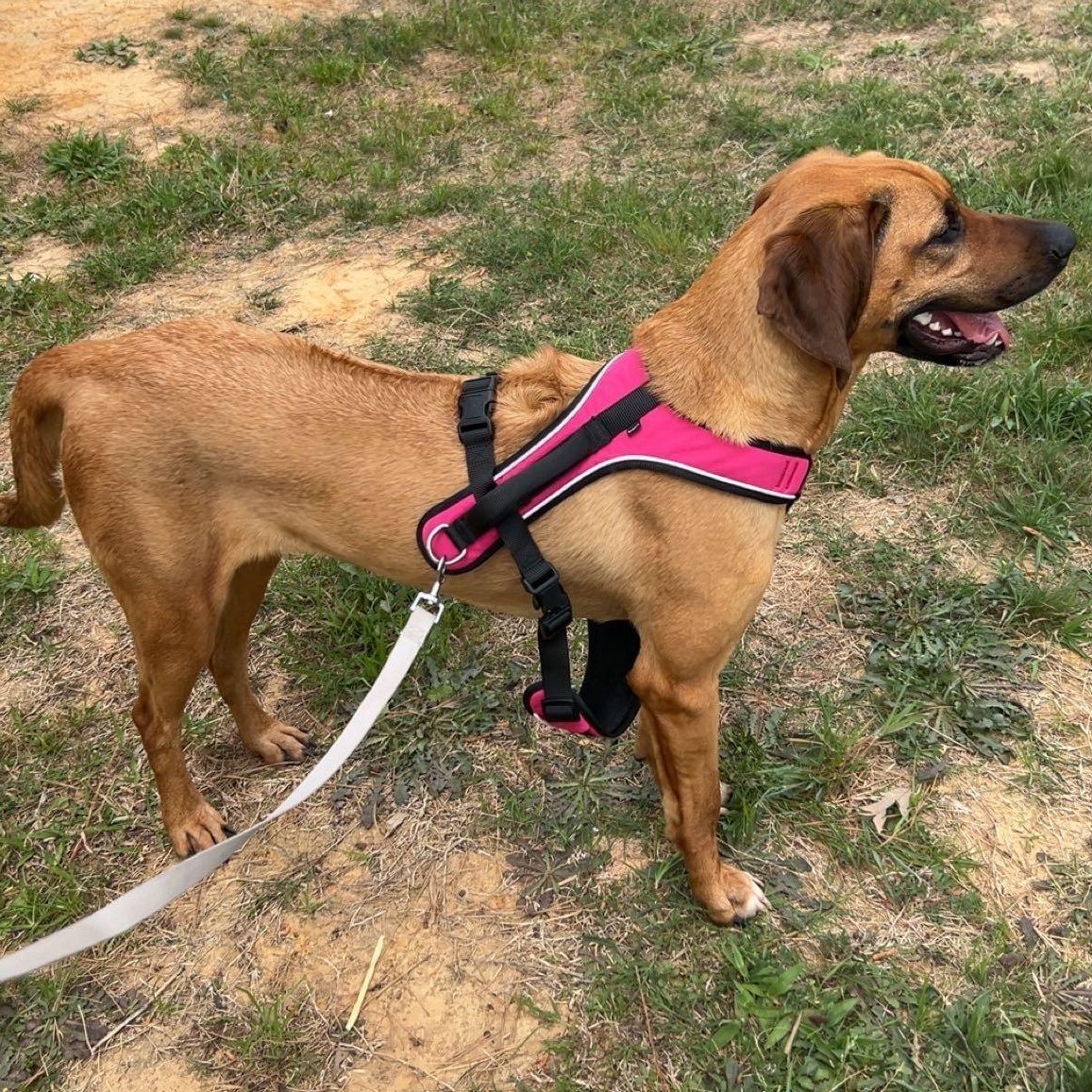 Remy, an adoptable Bloodhound in Liverpool, TX, 77577 | Photo Image 2