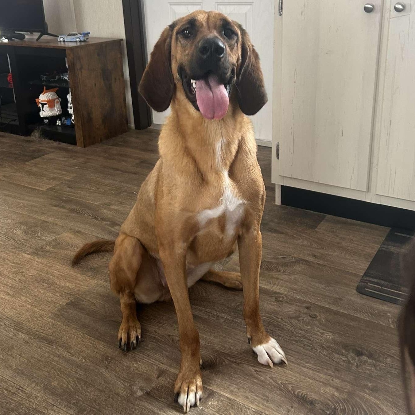 Remy, an adoptable Bloodhound in Liverpool, TX, 77577 | Photo Image 5
