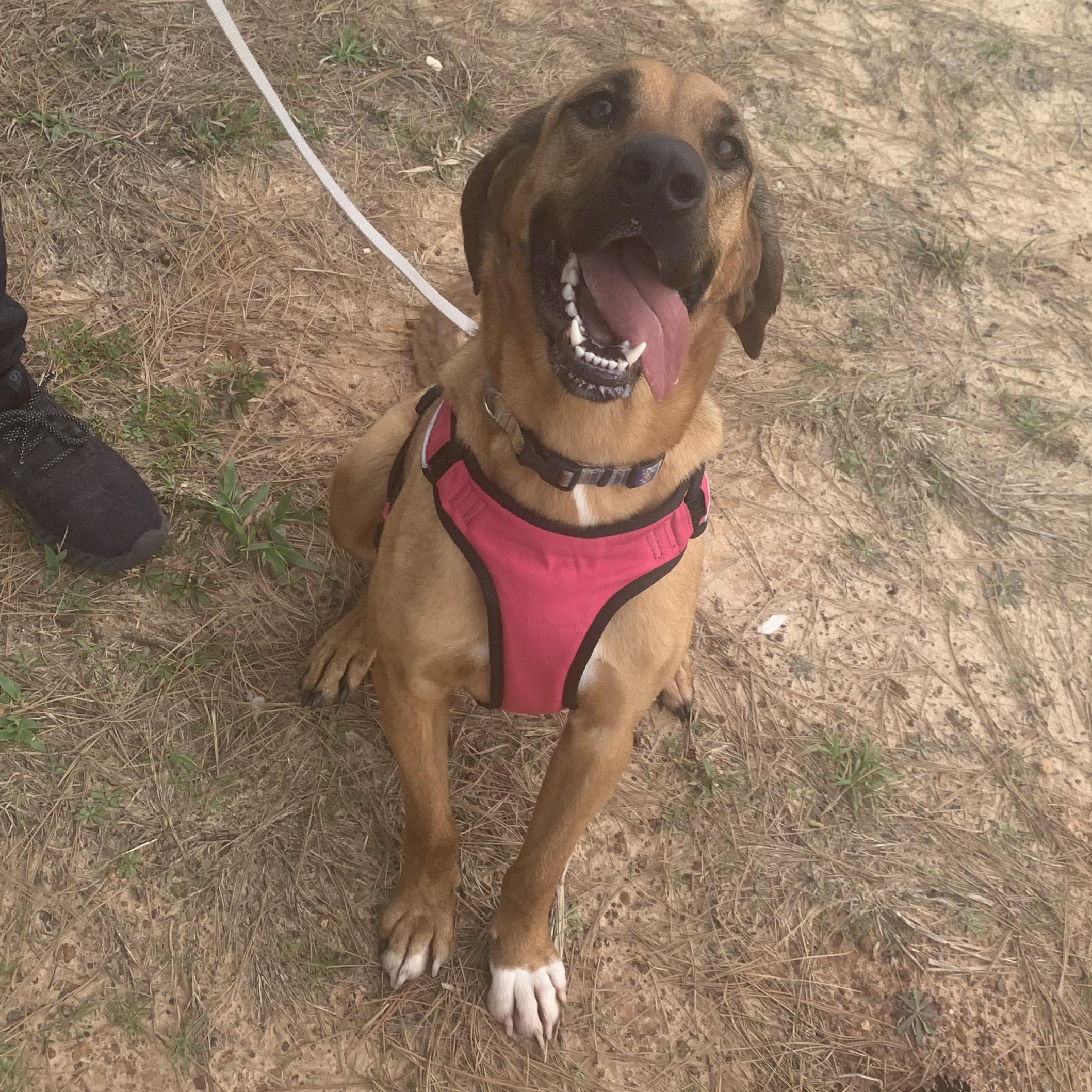 Remy, an adoptable Bloodhound in Liverpool, TX, 77577 | Photo Image 4