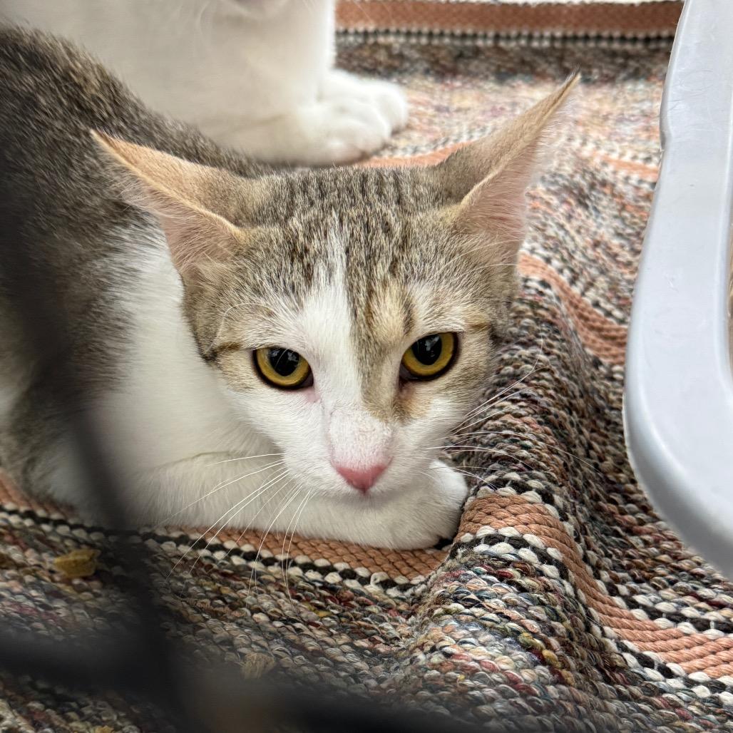 Enlarge Everleigh, a Adoptable Domestic Short Hair in Redwood Falls, MN image 1/1