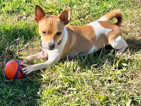 Enlarge Vanilla!, a Adoptable mixed breed in Roseville, CA image 4/6