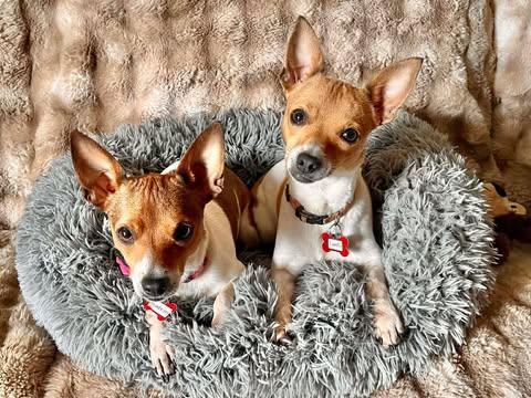 Enlarge Vanilla!, a Adoptable mixed breed in Roseville, CA image 6/6