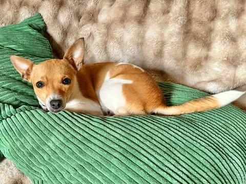 Enlarge Vanilla!, a Adoptable mixed breed in Roseville, CA image 2/6