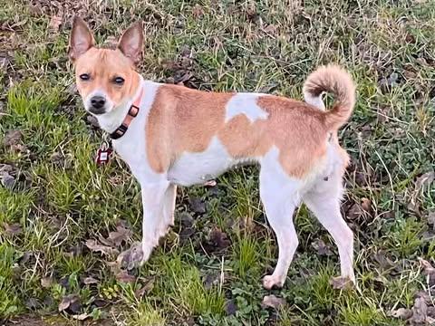 Vanilla!, Adoptable, Young Female Chihuahua.