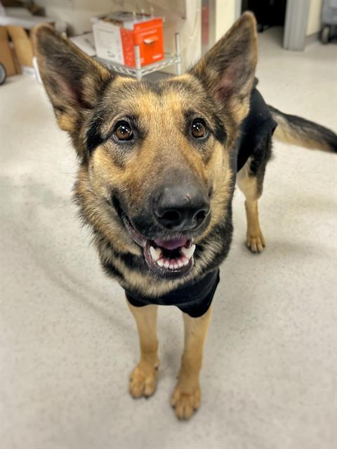 HOLLY, Adoptable, Young Female German Shepherd Dog.
