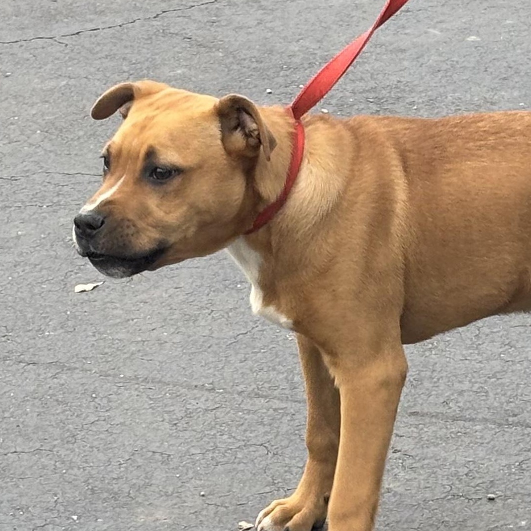 Enlarge Charlie, an adoptable mixed breed in Parma, OH image 2/3